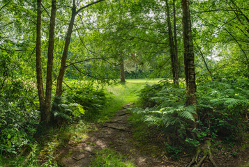 Obraz premium Stunning Summer landscape image of lush green forest trees and foliage in English countryside