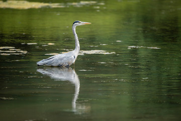 Stunning Grey Heron Ardea Cinerea hunting food whilst wading in river during hot Summer