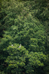 Pair of mated Grey Heron Ardea Cinerea nesting in green tree in Summer