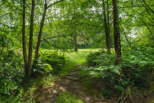Stunning Summer landscape image of lush green forest trees and foliage in English countryside