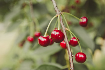 Ripe cherries hanging from a cherry tree branch in summer.