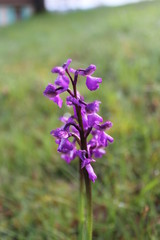 orchidée sauvage mauve 