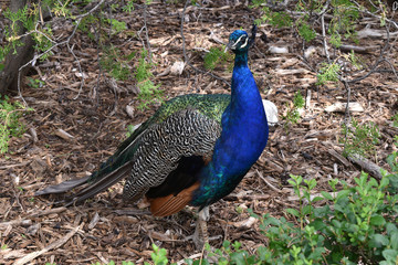 Fototapeta premium Peacock without a tail in a garden with dry soil