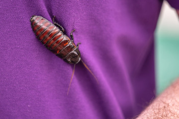 Gromphadorhina is one of several roach genera in the tribe Gromphadorhinini It is one of several genera known as hissing cockroaches, and common in the pet trade.