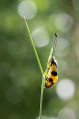 butterfly on flower