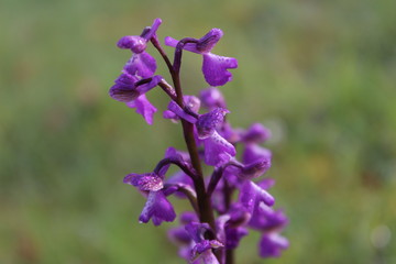 orchidée sauvage 