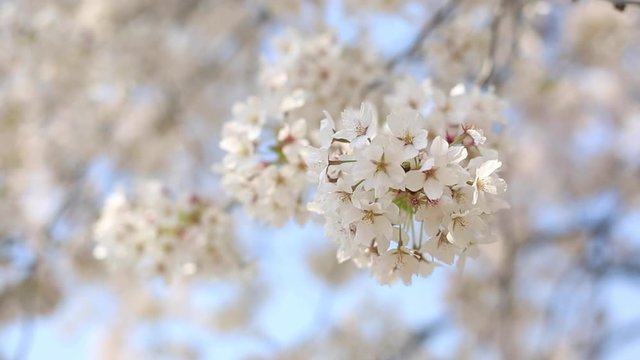 cherry blossom with soft wind is blowing, flower background.