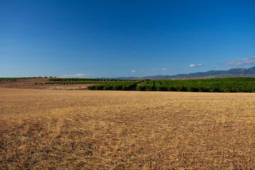 agricultural field with yellowing grass