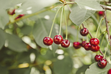 Ripe cherries hanging from a cherry tree branch in summer.