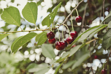 Cherry tree in the garden with ripe fruits on the branch. Summer healthy fruits