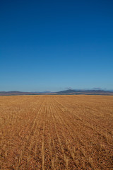 agricultural field with yellowing grass