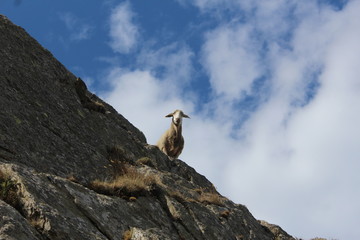 un mouton dans les pyrénées 