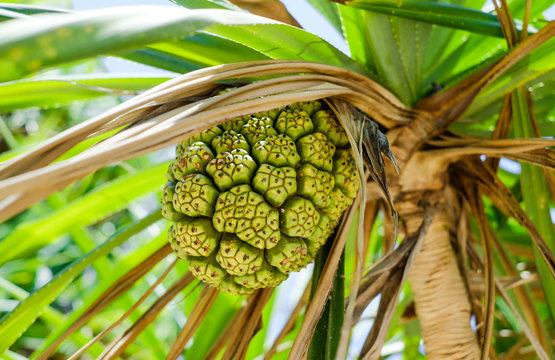 Fruit pandanus grows on a tree on the island of Bali in Indonesia. Pandanus tree, pandanus palm, Citrifolia fruit.