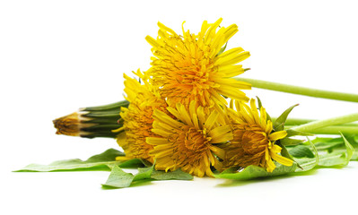 Dandelion with leaves.