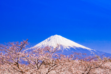 富士山と桜