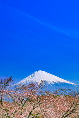 富士山と桜