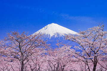 富士山と桜