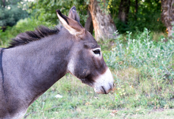 Donkey on the field of grass 