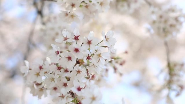 cherry blossom with soft wind is blowing, flower background.