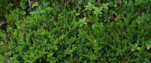 日本のガンコウラン（北八ヶ岳にて）