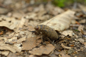 セミの幼虫