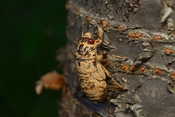 蝉の幼虫