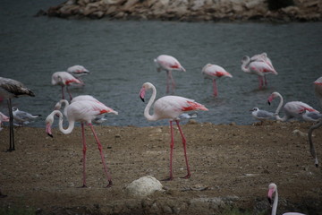flamant rose