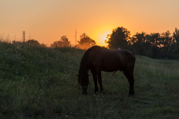 Black horse and the sunset