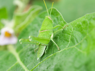 Grasshopper eating the farmer's crops Environmental concept