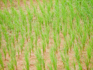 Rice fields in rural areas of Thailand