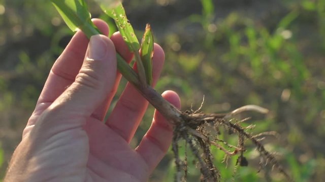 Farmer examining sorghum sprouts in field