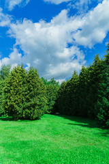 Obraz premium summer green park without people with blue sky and white clouds