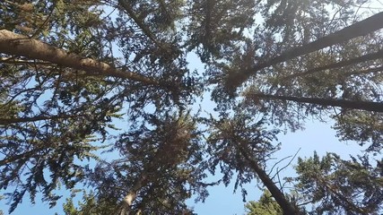 view to treetops in forest. looking up to treetops with sunrays.