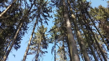 view to treetops in forest. looking up to treetops with sunrays.