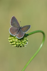 butterfly on flower