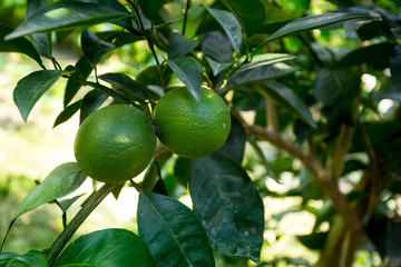 Green Malta(Citrus) hanging on tree in Bangladesh.