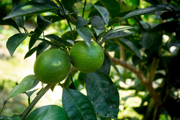 Green Malta(Citrus) hanging on tree in Bangladesh.