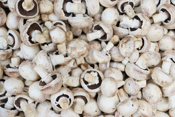background of fresh mushrooms