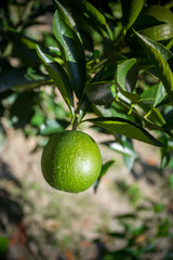 Green Malta(Citrus) hanging on tree in Bangladesh.