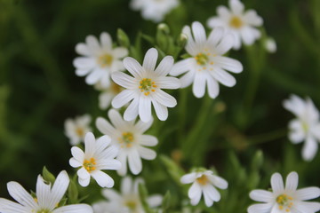 petites marguerites 