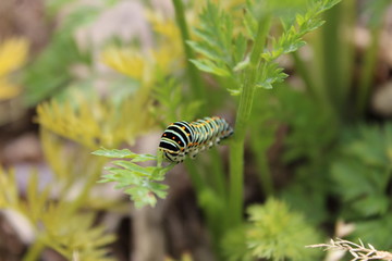 chenille de papillon verte fluo 