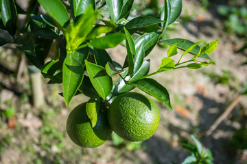 Green Malta(Citrus) hanging on tree in Bangladesh.