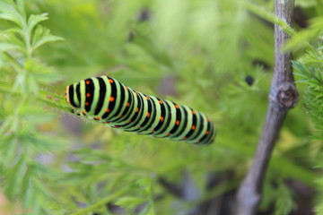 chenille de papillon verte fluo 