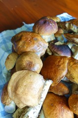 boletus mushrooms in the autumn in the woods