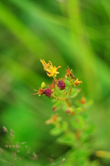 The tip of the yellow color with red fruit, top view