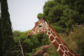 girafe
