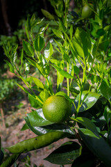 Green Malta(Citrus), Bare-1 Sweet Malta Fruit hanging on tree in Bangladesh.