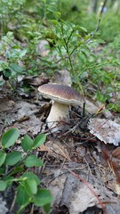 boletus mushrooms in the autumn in the woods