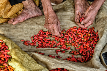 Old vietnamese man selling chili peppers in Bac Ha, Vietnam.