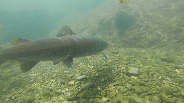 Freshwater fish Common huchen (Hucho hucho) in the beautiful clean river. Underwater footage with nice bacground and natural light. Wild life animal. Swimming predator fish in the river habitat.